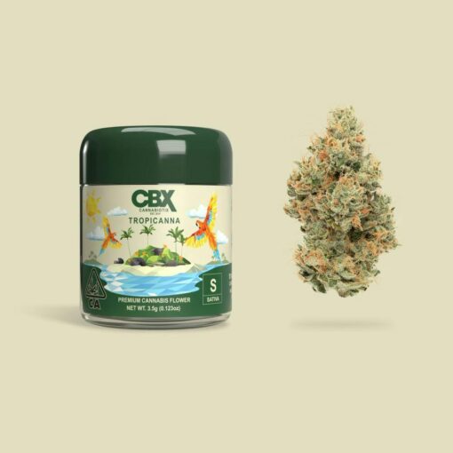 Premium Cannabis Tropicanna available for sale in stock at affordable prices, buy Premium Cannabis Tropicanna in bulk at best discount prices