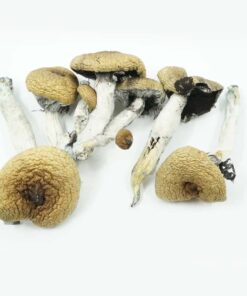Golden Teacher Dried Mushrooms available for sale in stock at affordable prices, buy premium psychedelic shrooms in bulk at best discount prices.