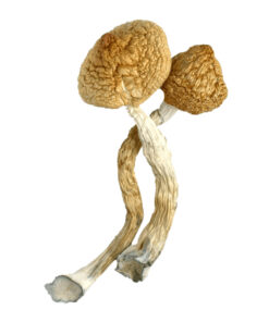 Golden Teacher Dried Mushrooms available for sale in stock at affordable prices, buy premium psychedelic shrooms in bulk at best discount prices.