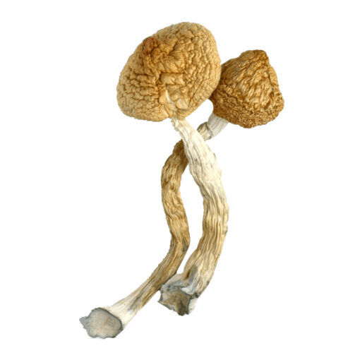 Golden Teacher Dried Mushrooms available for sale in stock at affordable prices, buy premium psychedelic shrooms in bulk at best discount prices.