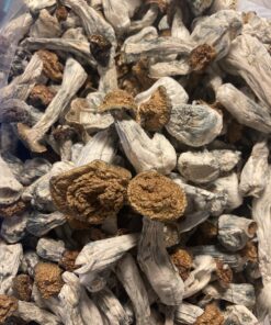 Penis Envy Dried Mushrooms available for sale in stock at affordable prices, buy premium psychedelic shrooms in bulk at best discount rates
