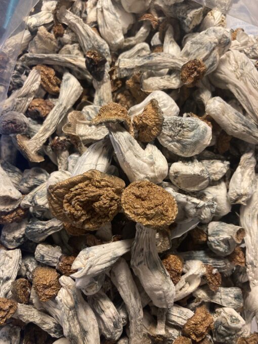 Penis Envy Dried Mushrooms available for sale in stock at affordable prices, buy premium psychedelic shrooms in bulk at best discount rates