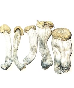 Yeti Blue Meanies  Mushrooms available for sale in stock at affordable prices, buy premium psychedelic shrooms in bulk at best discount rates