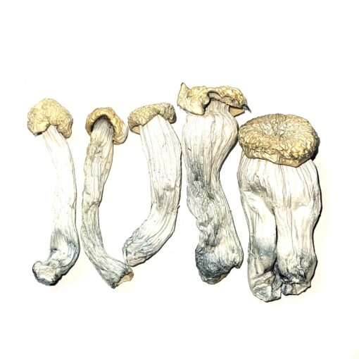 Yeti Blue Meanies  Mushrooms available for sale in stock at affordable prices, buy premium psychedelic shrooms in bulk at best discount rates