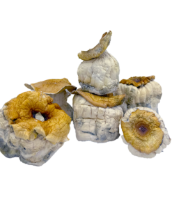 Pumpkin Cubensis Dried Mushrooms available for sale in stock at affordable prices, buy premium psychedelic shrooms at best discount prices