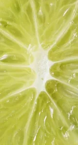 Petra Mint Citrus Edibles deliver 2.5mg THC + 2.5mg CBD per mint—perfect microdose mints for calm, clarity, and flavor. Now at OfficialCannabisMuse.com